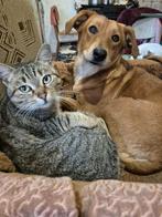 BAMBI 1  1/2 jr. Bulgarije vriendelijk/speels/dogs/cats, Handelaar, 1 tot 2 jaar, Buitenland, Teef