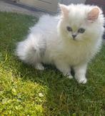 Britse langhaar kitten seal silver shaded point kater, Kater, Gechipt