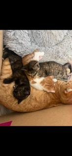 Knappe kittens, Dieren en Toebehoren, Katten en Kittens | Overige Katten, Meerdere dieren