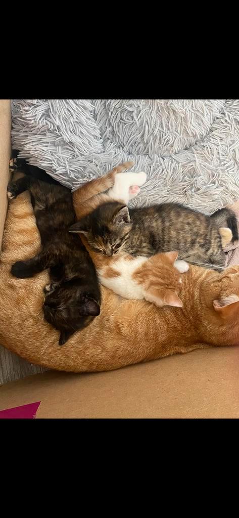 Knappe kittens, Dieren en Toebehoren, Katten en Kittens | Overige Katten, Meerdere dieren