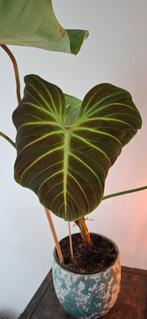 Philodendron Choco Red, Vaste plant, Ophalen of Verzenden, Bloeit niet, Halfschaduw