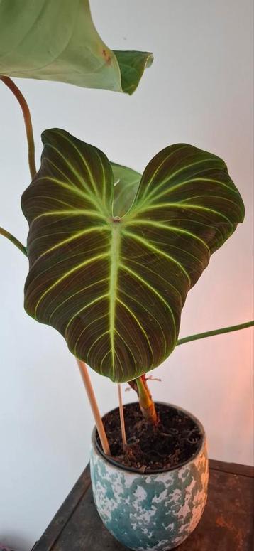Philodendron Choco Red  beschikbaar voor biedingen