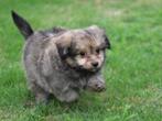 mooie  Boomer pups., Dieren en Toebehoren, Nederland, 8 tot 15 weken, CDV (hondenziekte), Meerdere