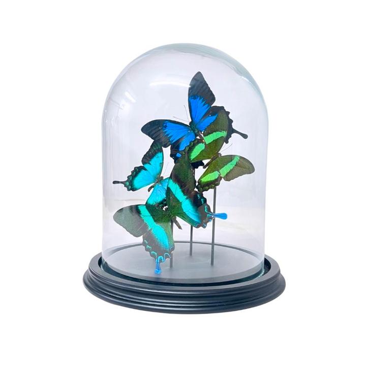 De museumwinkel: Bijzondere artikelen en preparaten., Verzamelen, Dierenverzamelingen, Nieuw, Opgezet dier, Overige soorten, Ophalen of Verzenden