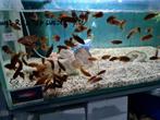 Labidochromis Hongi Red Top Sweden Malawi Cichliden, Dieren en Toebehoren, Zoetwatervis, Vis