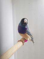 Blauw pastel gouldamedine, Dieren en Toebehoren, Vogels | Overige Vogels, Mannelijk, Tropenvogel, Geringd