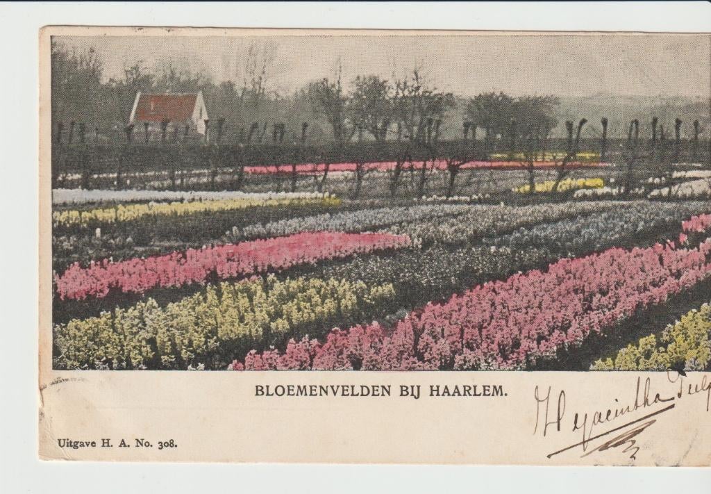 Haarlem Bloemenvelden, Verzenden, Voor 1920, Gelopen, Noord-Holland