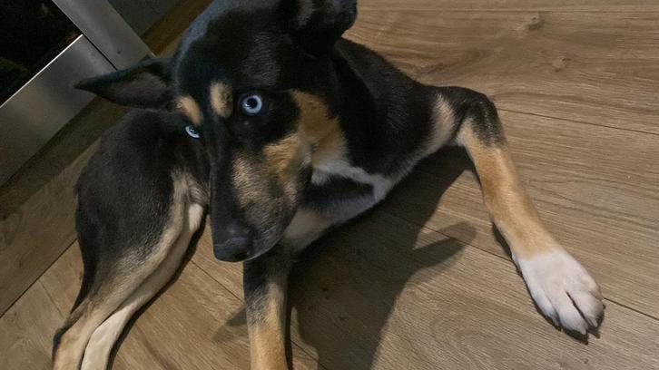 Huskey mix moeder is huskey vader een terrier, Dieren en Toebehoren, Katten en Kittens | Overige Katten