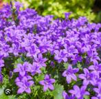 Campanula, Tuin en Terras, Planten | Tuinplanten, Ophalen, Bodembedekkers, Volle zon, Vaste plant