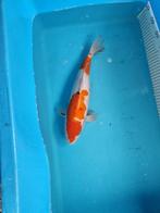 Te koop sanke 37cm en een kohaku 35cm 100 euro samen, Dieren en Toebehoren, Karper of Koi