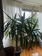 Yucca Plant Gratis Af Te Halen, Huis en Inrichting, Kamerplanten, In pot, Yucca, 150 tot 200 cm, Groene kamerplant