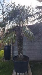 Chinese waaierpalm 140 cm stamhoogte, Tuin en Terras, Planten | Bomen, Overige soorten, 100 tot 250 cm, Zomer, Ophalen