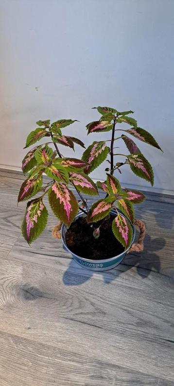 Kamerplant (Coleus) in mand met apart gekleurde bladeren. beschikbaar voor biedingen