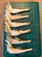 Onderkaken Schaap, Ophalen of Verzenden, Zo goed als nieuw, Beeldje of Figuurtje