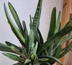 Mooie GASTERIA's vetplant Biologische eigen kweek, Ophalen, Vetplant, Halfschaduw, Minder dan 100 cm