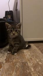 TE KOOP : Kittens op resevering, Kater