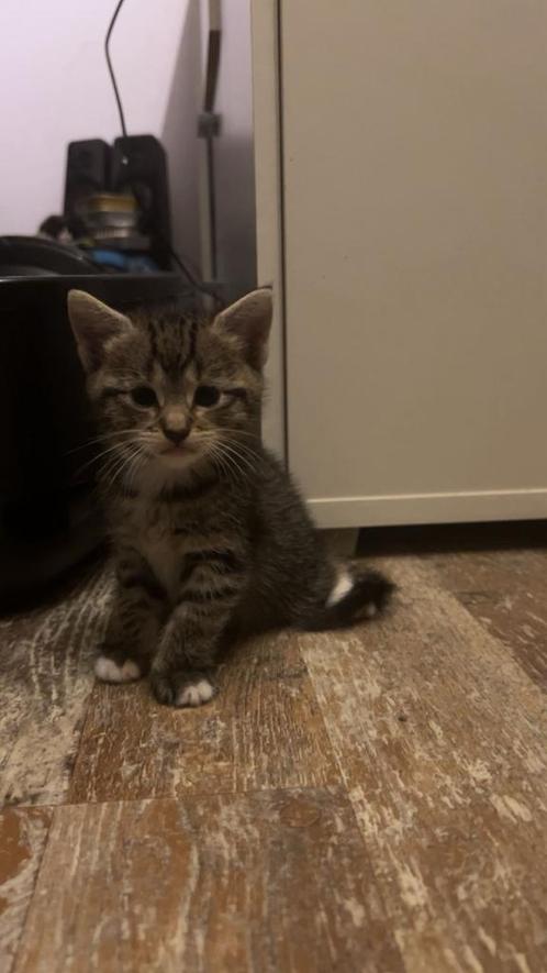 TE KOOP : Kittens op resevering, Dieren en Toebehoren, Katten en Kittens | Overige Katten, Kater