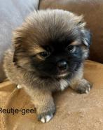 X Pekingees/shiba inu pups zoeken en warm liefdevol huisje, Dieren en Toebehoren, Meerdere, 8 tot 15 weken, Meerdere dieren, Nederland