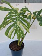 Monstera Thai constellation, Huis en Inrichting, Kamerplanten, Ophalen, Overige soorten, Minder dan 100 cm