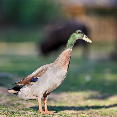 wildkleur loopeend  mannetje, Dieren en Toebehoren, Pluimvee, Eend, Mannelijk