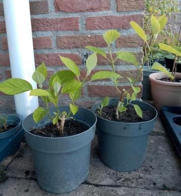 Hortensia Hydrangea 'Annabelle', biologisch  beschikbaar voor biedingen