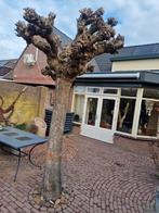 Catalpa boom, Tuin en Terras, Planten | Bomen, Ophalen of Verzenden, 250 tot 400 cm, Zomer, Volle zon