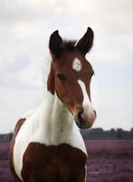 Knappe bont merrie veulen, Dieren en Toebehoren, Paarden, Merrie, 0 tot 2 jaar
