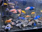 jonges vissen veel soorten malawi  cichliden, Dieren en Toebehoren, Vissen | Aquariumvissen, Vis