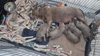 Engelse staffordshire bull terriër pups met fci stamboom, Dieren en Toebehoren, Overige rassen, CDV (hondenziekte), 8 tot 15 weken
