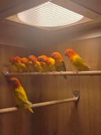 Fischerie, Meerdere dieren, Dwergpapegaai of Agapornis