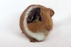 Lief gladhaar zeugje choco-buff-wit, Cavia, Vrouwelijk, November, Tam