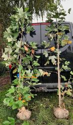 Amerikaanse tulpenboom liriodendron tulpifera 200cm boom, Ophalen, Volle zon, Overige soorten