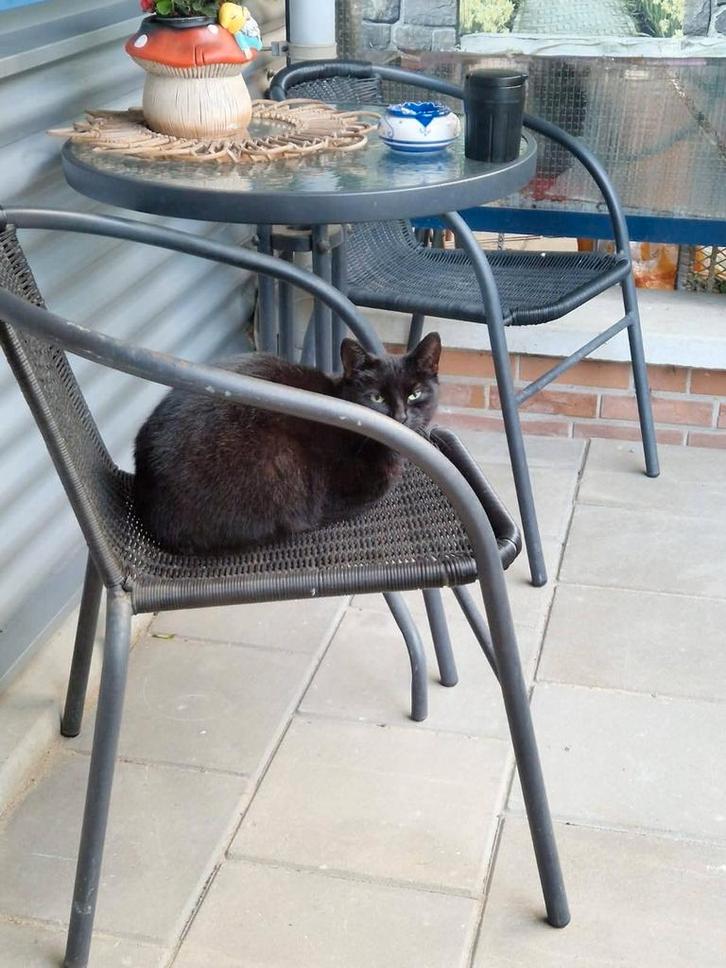 Moeder en zoon zoeken dringend een goud huisje, Dieren en Toebehoren, Katten en Kittens | Overige Katten