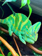 Jemen kameleon man, 0 tot 2 jaar