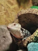 Blauwtongskink, Dieren en Toebehoren, Hagedis, 3 tot 6 jaar