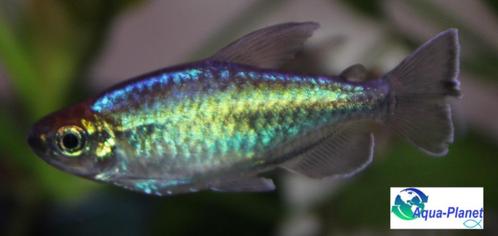 Congozalm, Dieren en Toebehoren, Vissen | Aquariumvissen, Zoetwatervis, Vis, Schoolvis