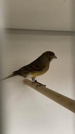 timbrado man 2025 discontinu, Mannelijk, Zangkanarie