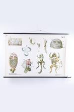 Biologische wand schoolkaart W.Gummert kikker vintage 60s, Antiek en Kunst, Antiek | Schoolplaten, Natuur en Biologie, Ophalen of Verzenden