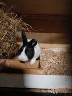 Rammen, Dieren en Toebehoren, Mei, Mannelijk