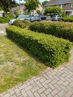 Gratis 6 meter buxus heg, Ophalen, Buxus, Minder dan 100 cm