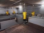 (12)Vleesvarkenshokken met Groba feeder, Meerdere dieren, Varken