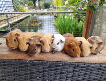 Jonge cavia's kinderen gewend  beschikbaar voor biedingen