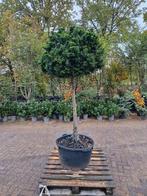 Chamaecyparis obtusa 'Nana Gracilis' - Japanse Cipres, Tuin en Terras, Ophalen, Bloeit niet, Halfschaduw, Overige soorten