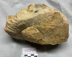 Nautilus Trias Bremerberg, Verzamelen, Mineralen en Fossielen, Ophalen of Verzenden, Fossiel
