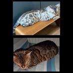 Bengaal kittens verwacht laatste loodjes