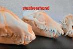 4x schedels Wasbeerhond taxidermie - skelet, geraamte, skull, Ophalen of Verzenden, Wild dier, Schedel