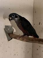 Gevraagd Pionus fuscus man, Dieren en Toebehoren, Vogels | Parkieten en Papegaaien, Mannelijk, Papegaai
