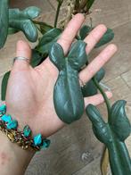 Philodendron bipennifolium, Ophalen of Verzenden, Overige soorten, Minder dan 100 cm