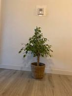 Ficus kamerplant met pot, Ficus, 100 tot 150 cm, In pot, Groene kamerplant