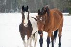 GEZOCHT: Verzorger voor 2 paarden, Dieren en Toebehoren, Ophalen